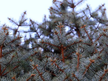 Orman kutlama bir öğesi olarak Ladin taze güzel yaprak dökmeyen dalları