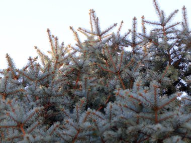 Orman kutlama bir öğesi olarak Ladin taze güzel yaprak dökmeyen dalları