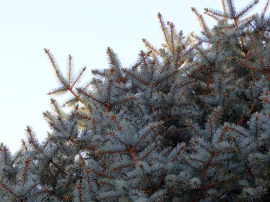 Orman kutlama bir öğesi olarak Ladin taze güzel yaprak dökmeyen dalları