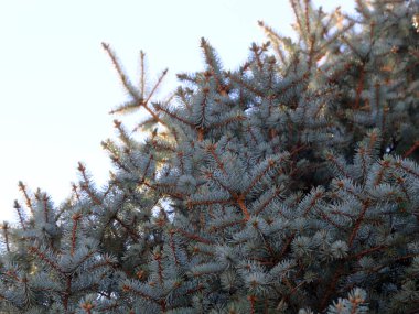 Orman kutlama bir öğesi olarak Ladin taze güzel yaprak dökmeyen dalları