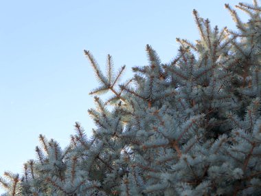 Orman kutlama bir öğesi olarak Ladin taze güzel yaprak dökmeyen dalları