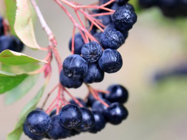 sonbaharda bir ağacın dalları üzerinde olgun siyah chokeberry hasat