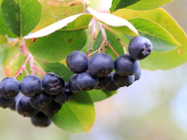 sonbaharda bir ağacın dalları üzerinde olgun siyah chokeberry hasat