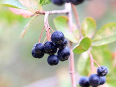 sonbaharda bir ağacın dalları üzerinde olgun siyah chokeberry hasat