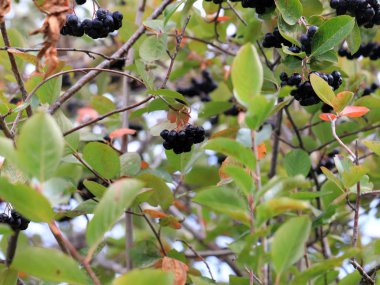 sonbaharda bir ağacın dalları üzerinde olgun siyah chokeberry hasat