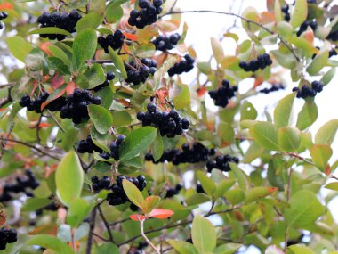 sonbaharda bir ağacın dalları üzerinde olgun siyah chokeberry hasat