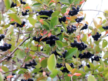 sonbaharda bir ağacın dalları üzerinde olgun siyah chokeberry hasat