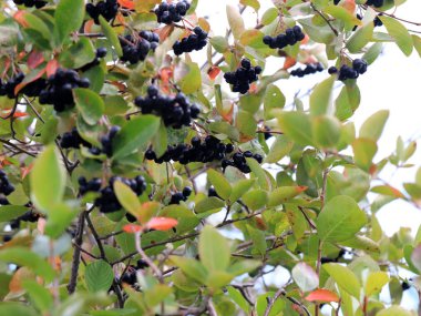 sonbaharda bir ağacın dalları üzerinde olgun siyah chokeberry hasat