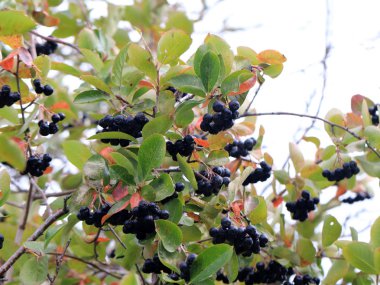 sonbaharda bir ağacın dalları üzerinde olgun siyah chokeberry hasat