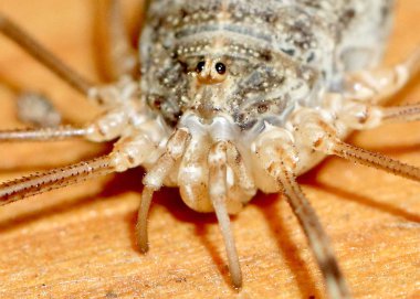 büyük orman örümcek ahşap yüzeye