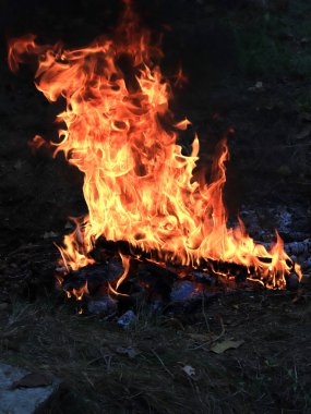 orman yangını ve parlak alev ateş Kuru sezonunda