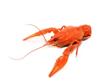 bir öğe gıda ve alkollü içecekler ve bira için Aperatif olarak taze haşlanmış kerevit