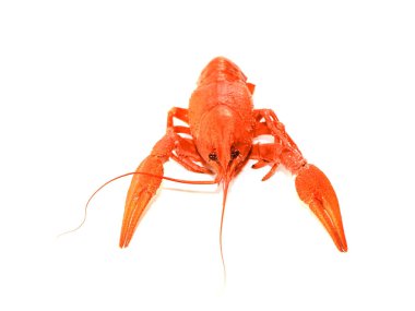 bir öğe gıda ve alkollü içecekler ve bira için Aperatif olarak taze haşlanmış kerevit