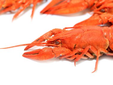 bir öğe gıda ve alkollü içecekler ve bira için Aperatif olarak taze haşlanmış kerevit