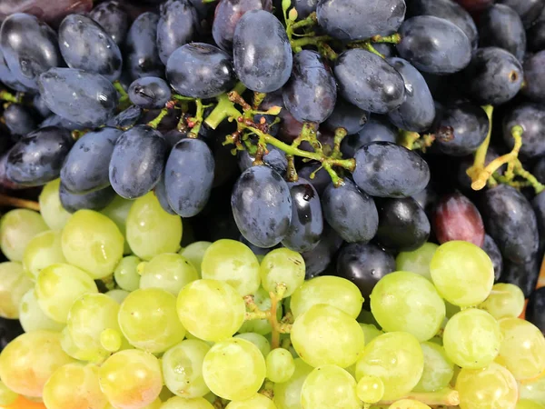 Урожай Красивых Гроздьев Свежего Спелого Винограда Пищу — стоковое фото