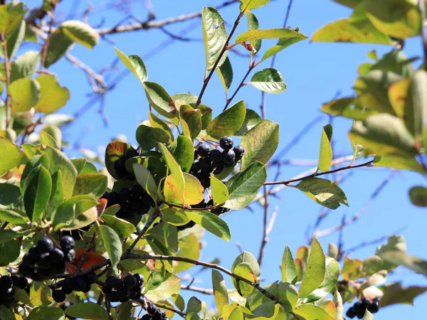 Aronia dalları üzerinde meyve olgun çilek