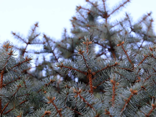 お祝いの要素としてトウヒの森の新鮮な美しい常緑の枝 — ストック写真
