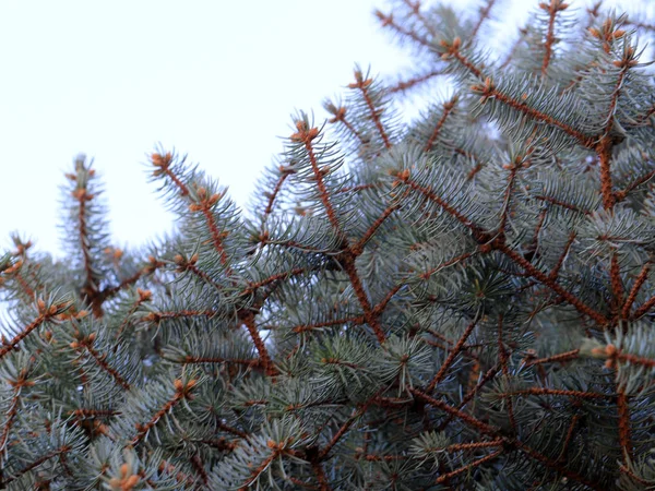 Belles Branches Persistantes Fraîches Épinette Forestière Comme Élément Célébration — Photo