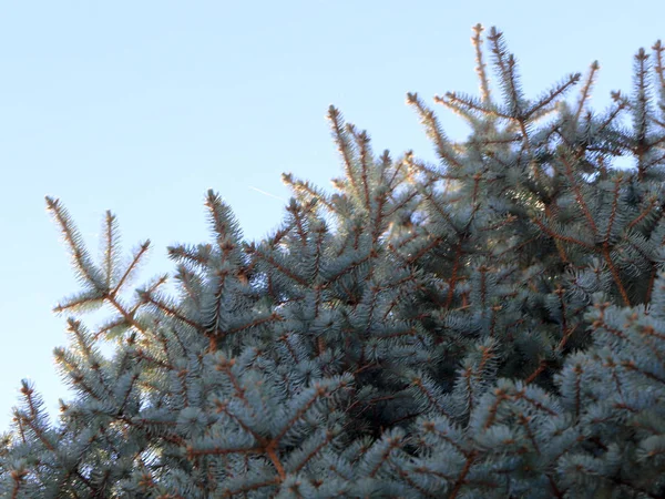 お祝いの要素としてトウヒの森の新鮮な美しい常緑の枝 — ストック写真