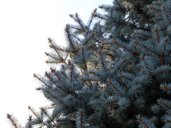 Свежие Красивые Вечнозеленые Ветви Лесной Ели Элемент Праздника — стоковое фото