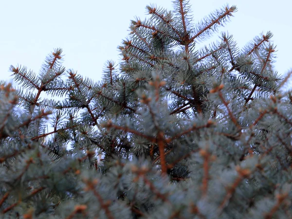 Fresh Beautiful Evergreen Branches Forest Spruce Element Celebration — Stock Photo, Image