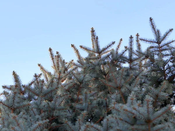 Orman kutlama bir öğesi olarak Ladin taze güzel yaprak dökmeyen dalları