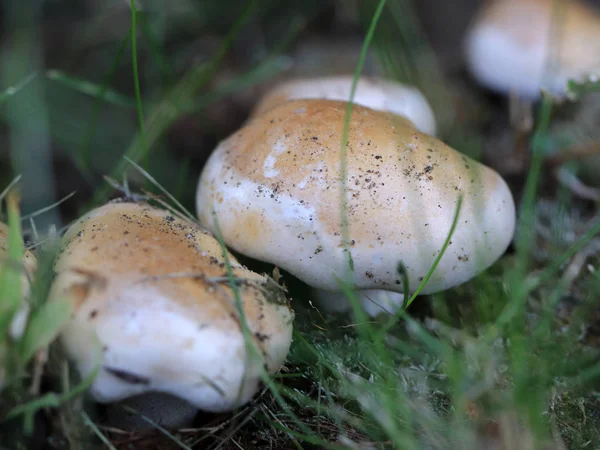 Weißer Waldpilz Als Element Der Tierwelt — Stockfoto