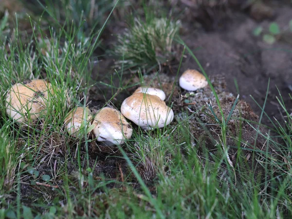 Champignon Blanc Forêt Fraîche Comme Élément Faune — Photo