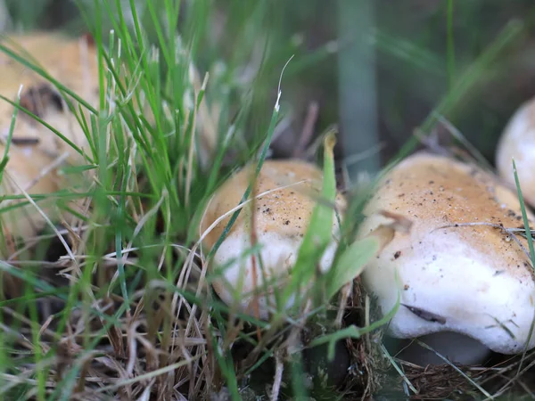 Fresh Forest White Mushroom Element Wildlife — Stock Photo, Image