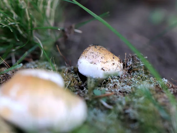 fresh forest white mushroom as an element of wildlife