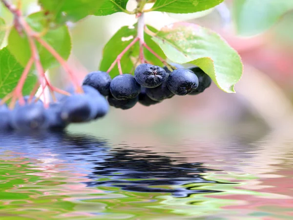 在一棵秋树的树枝上收获成熟的黑色 Chokeberry — 图库照片