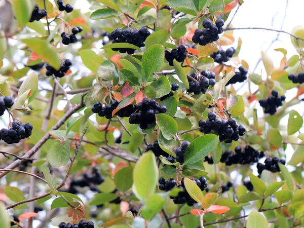 sonbaharda bir ağacın dalları üzerinde olgun siyah chokeberry hasat