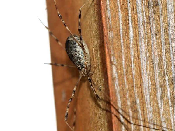 Grande Araignée Forestière Sur Une Surface Bois — Photo