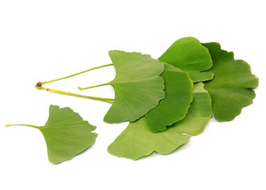 bir güzel sulu taze sağlıklı ginkgo biloba ağacı yaprakları