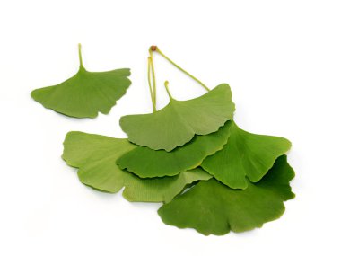 bir güzel sulu taze sağlıklı ginkgo biloba ağacı yaprakları