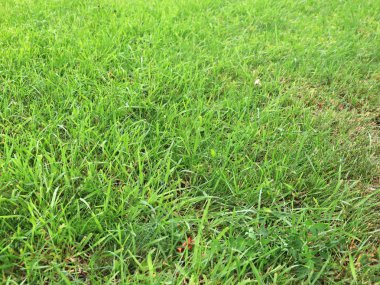 güzel taze yeşil çimenlerin üzerinde yüksek bir çayır