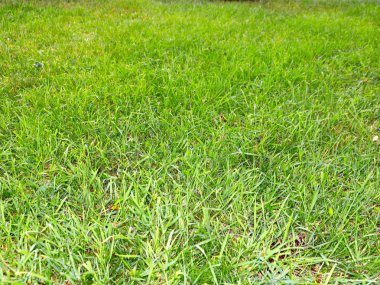 güzel taze yeşil çimenlerin üzerinde yüksek bir çayır