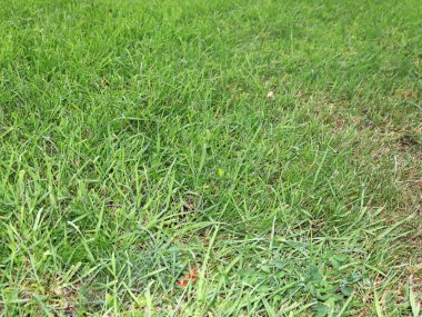 güzel taze yeşil çimenlerin üzerinde yüksek bir çayır