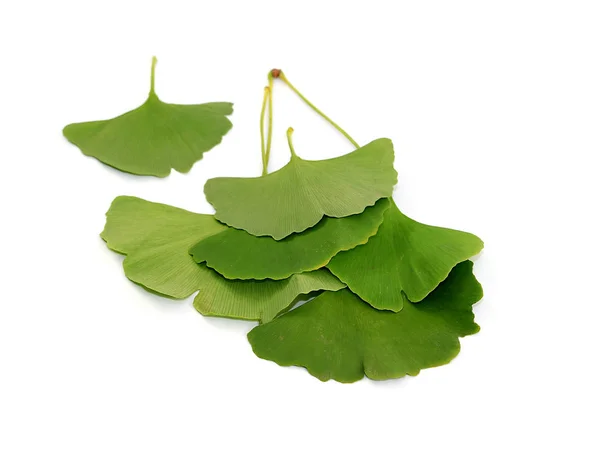 Lovely Juicy Fresh Healthy Ginkgo Biloba Tree Leaves — Stock Photo, Image