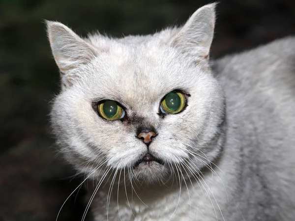 Yerli Purebred Kedi Kötü Muamelede Görünüyor — Stok fotoğraf