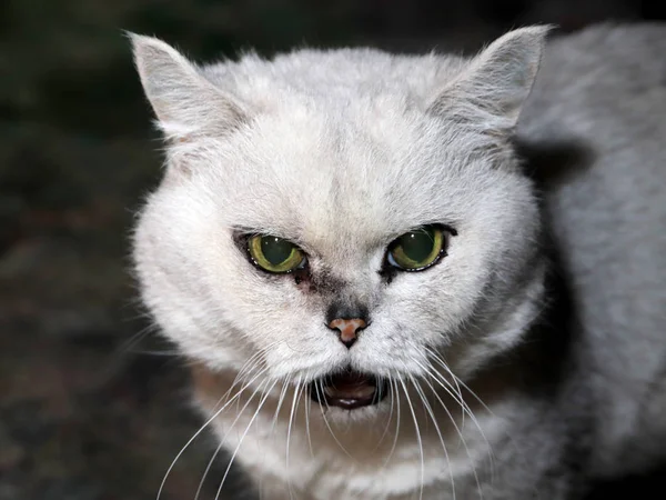 Yerli Purebred Kedi Kötü Muamelede Görünüyor — Stok fotoğraf