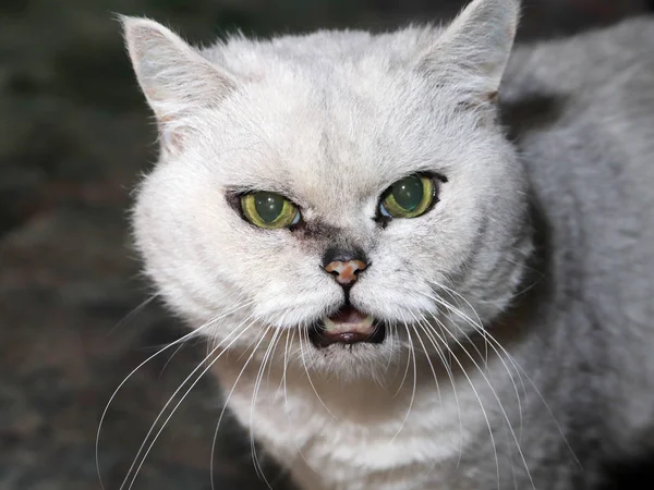 Domestic Purebred Cat Looks Abuser — Stock Photo, Image