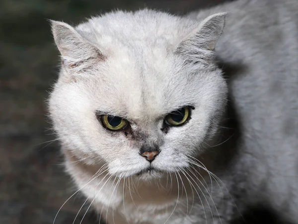 Yerli Purebred Kedi Kötü Muamelede Görünüyor — Stok fotoğraf