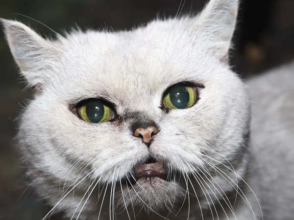 Gato Raça Pura Doméstica Olha Para Abusador — Fotografia de Stock