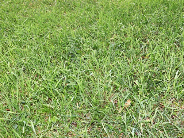 Beautiful Fresh Green Grass High Meadow — Stock Photo, Image
