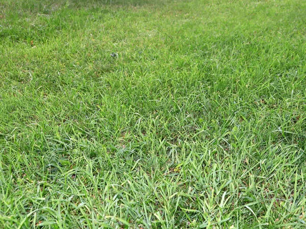 Belle Herbe Verte Fraîche Sur Une Haute Prairie — Photo