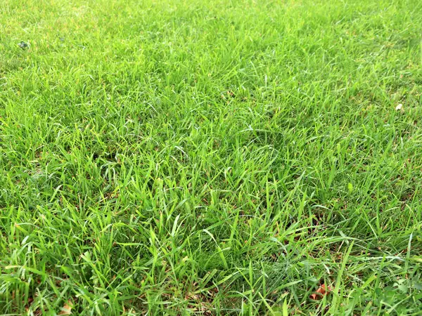 Pięknej Zielonej Trawy Wysoka Łąka — Zdjęcie stockowe