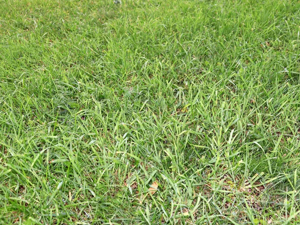 Schönes Frisches Grünes Gras Auf Einer Hohen Wiese — Stockfoto