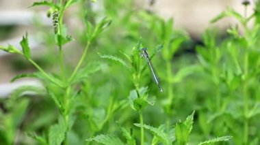 küçük bir güzel yusufçuk bir bahçe nane bitki dal