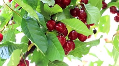 olgun kiraz Bahçe ağaç dallarında fırçalar